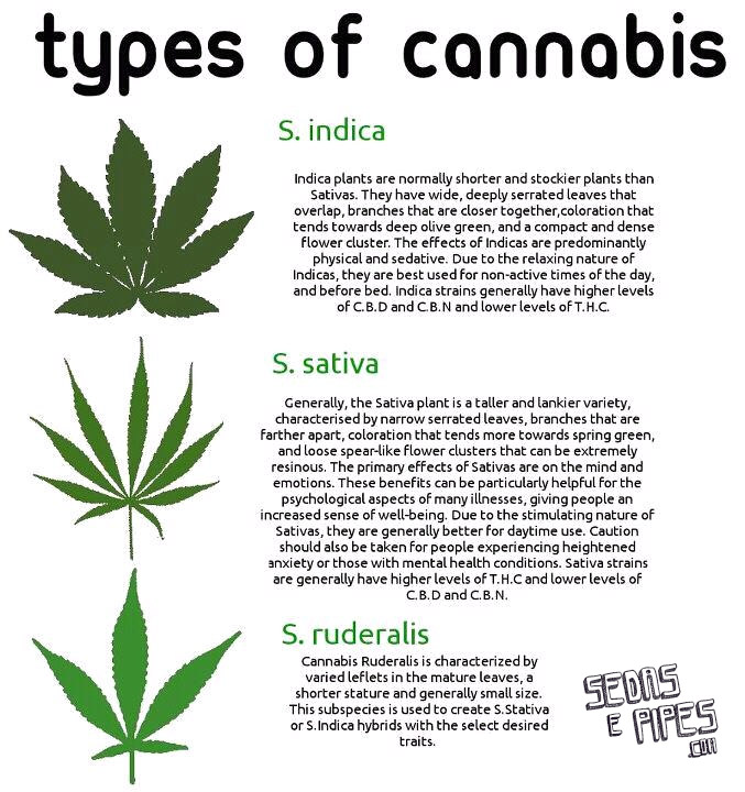 tipos_de_cannabis_maconha